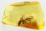 Detailed Fossil Termite (Isoptera) In Baltic Amber #357818-1